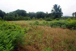 overgrown-field